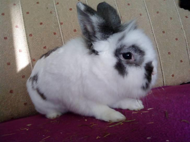 Kanin Stampe - :) (Foto: Mig) billede 10