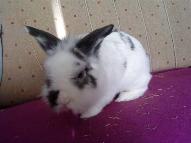 Kanin Stampe - :D (Foto: Mig) billede 11