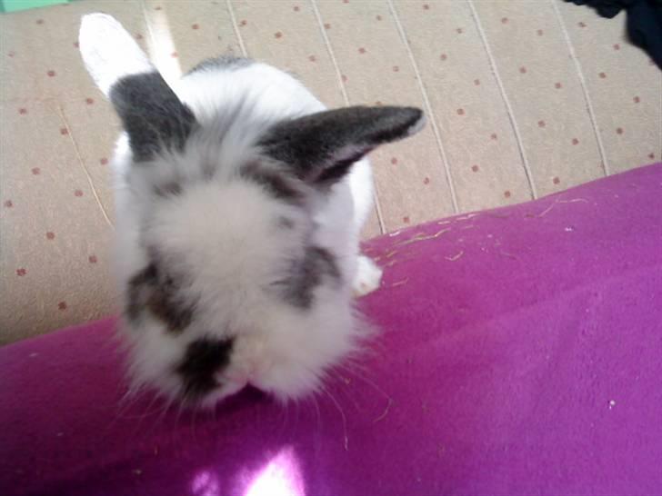 Kanin Stampe - Stampe<33 (Foto: Mig) billede 12