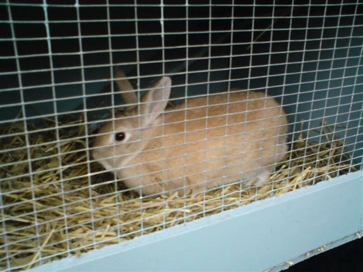Kanin Pif - Det er min sovekabine:) billede 5
