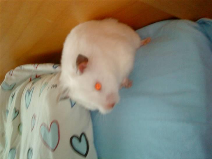 Hamster Biil's Silke - Silke i min seng billede 4