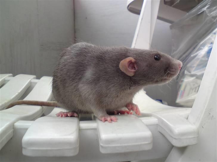 Tamrotte GR Aiko (RIP 2010) billede 1