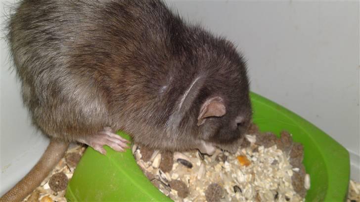 Tamrotte GR Aiko (RIP 2010) billede 2