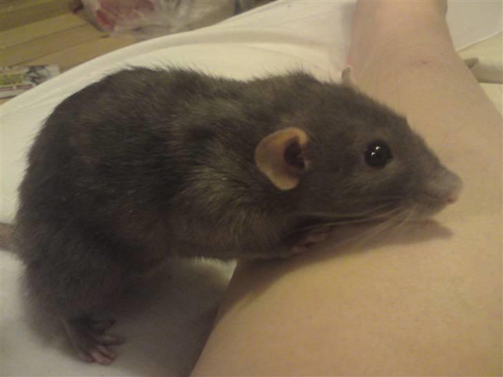 Tamrotte GR Aiko (RIP 2010) billede 3