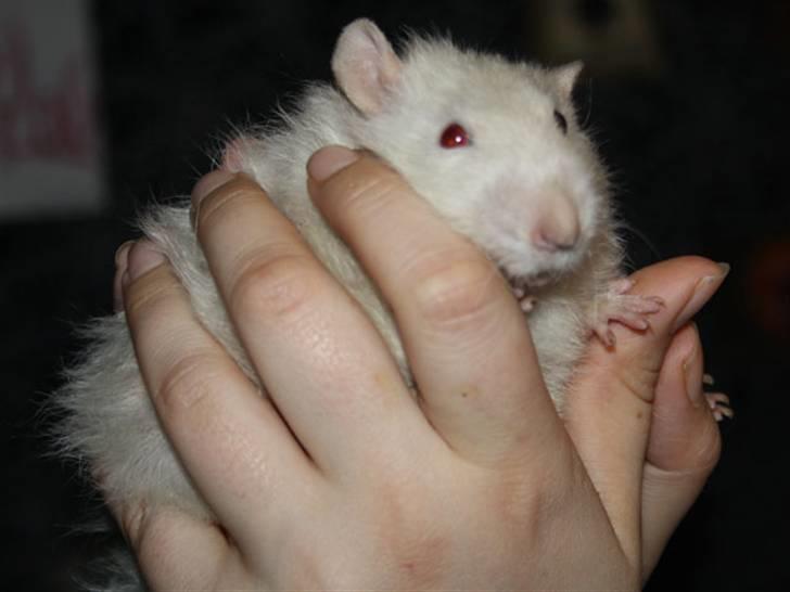 Tamrotte Alenya's Miraculum billede 4