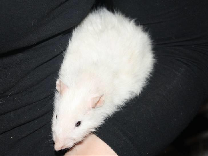 Tamrotte Alenya's Miraculum billede 5