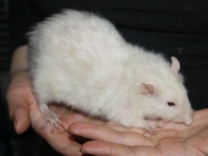 Tamrotte Alenya's Miraculum billede 6