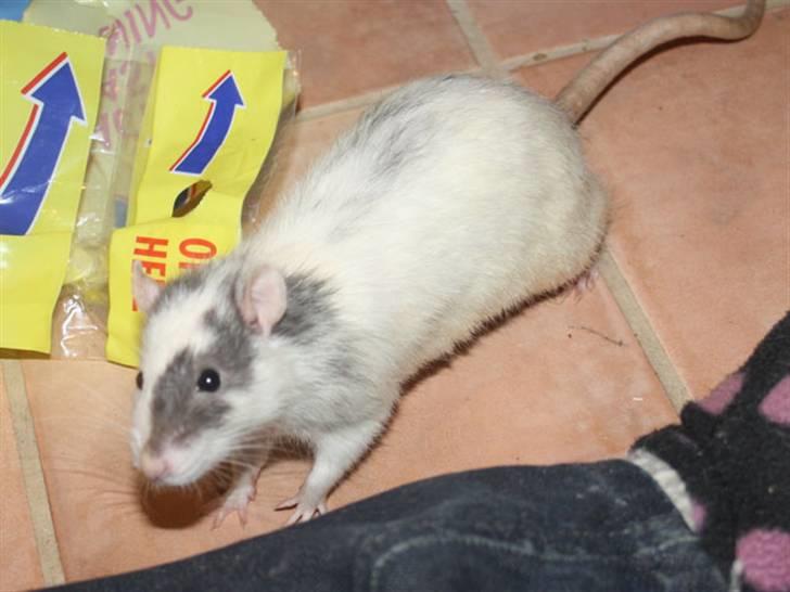 Tamrotte Wonder (kælenavn) billede 1