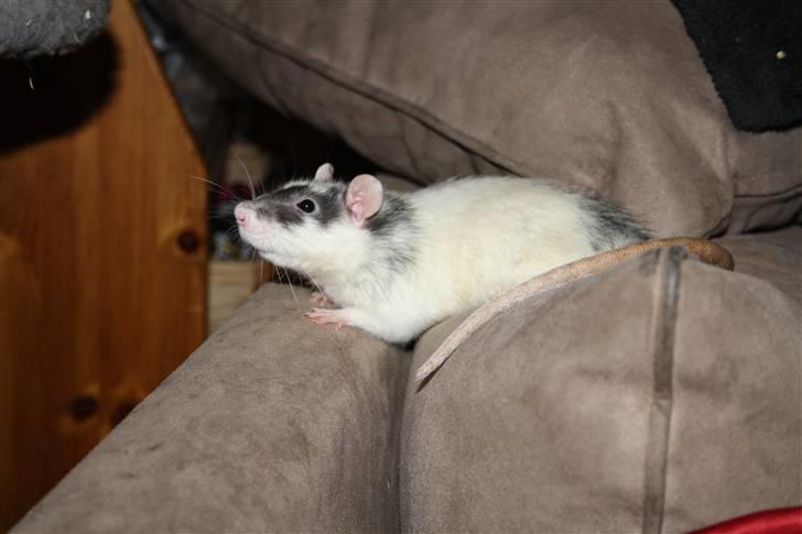 Tamrotte Wonder (kælenavn) billede 2