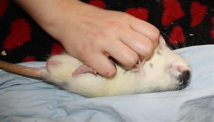 Tamrotte Wonder (kælenavn) billede 3