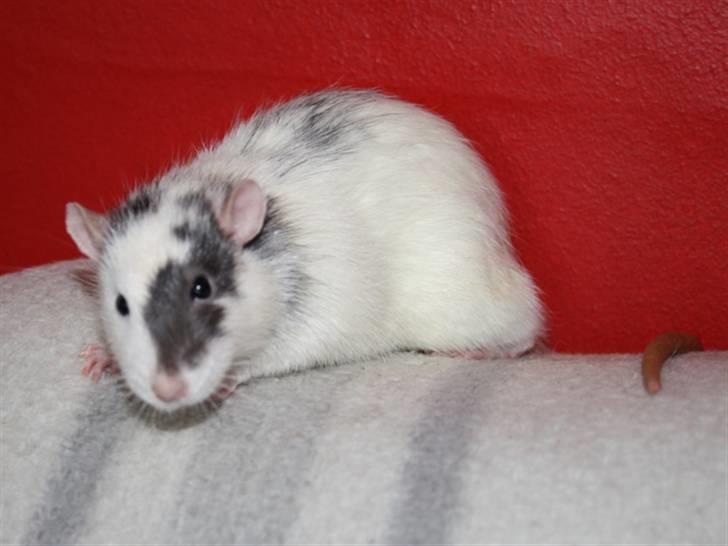 Tamrotte Wonder (kælenavn) billede 4