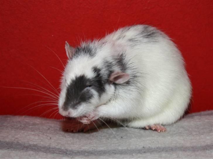 Tamrotte Wonder (kælenavn) billede 5