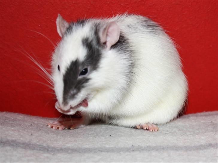 Tamrotte Wonder (kælenavn) billede 6