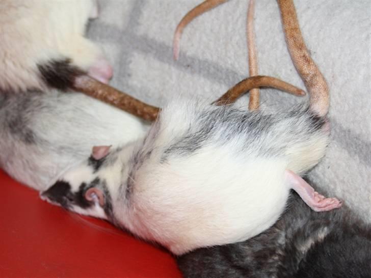 Tamrotte Wonder (kælenavn) billede 7