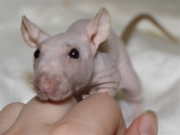 Tamrotte Alenya's Lubz Yuu billede 1