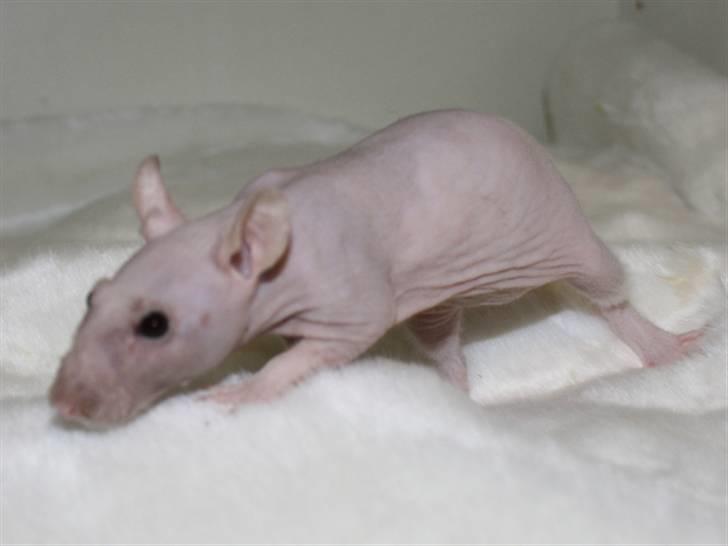 Tamrotte Alenya's Lubz Yuu billede 2