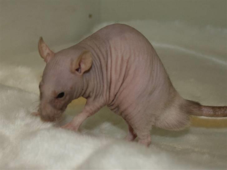 Tamrotte Alenya's Lubz Yuu billede 3