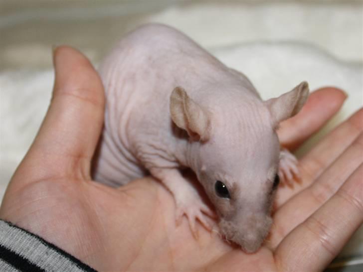 Tamrotte Alenya's Lubz Yuu billede 4