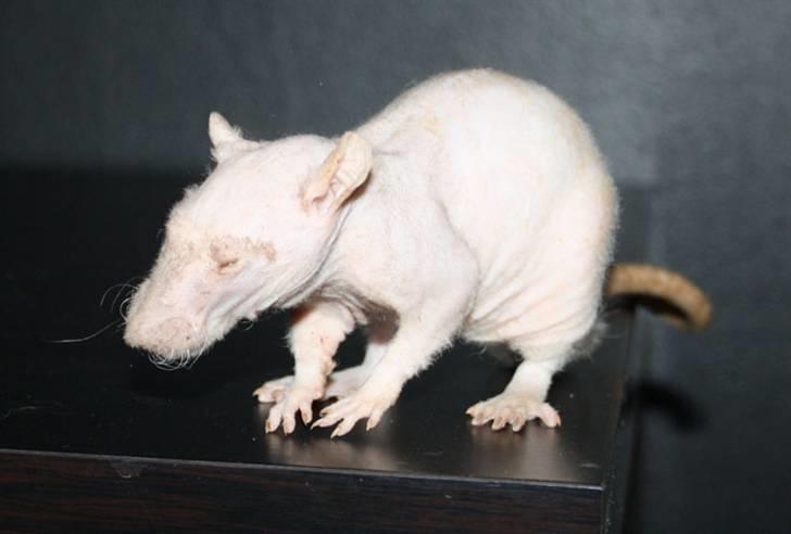 Tamrotte Alenya's Lubz Yuu billede 5