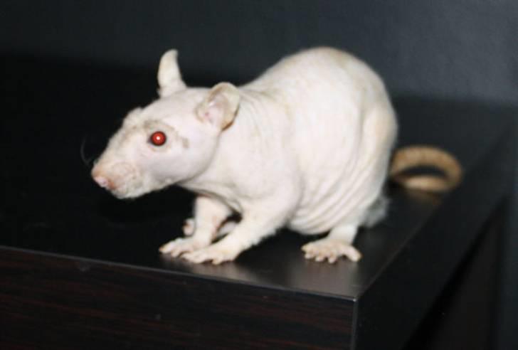 Tamrotte Alenya's Lubz Yuu billede 6