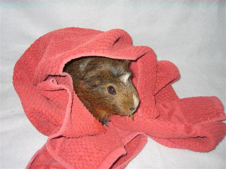 Marsvin snip - jeg har spist alt mit persille må jeg få noget mere<3 billede 12