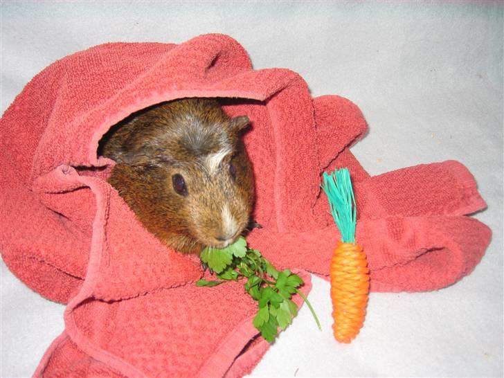 Marsvin snip - uhh mere persille og enda en legetøjs gulerød<3 billede 13