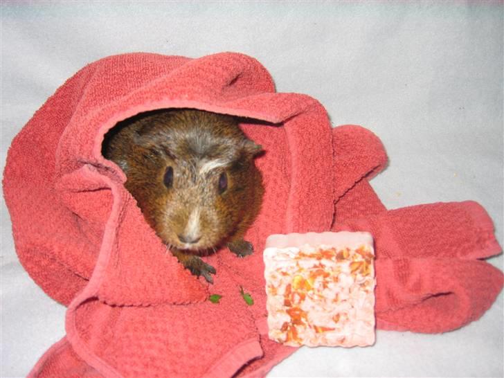 Marsvin snip - hvad skal jeg nu gøre jeg har spist det igen  billede 14