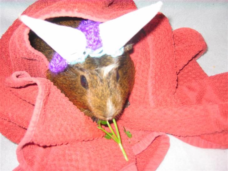 Marsvin snip - mere persille igen og en hutt på hovet<3 billede 15