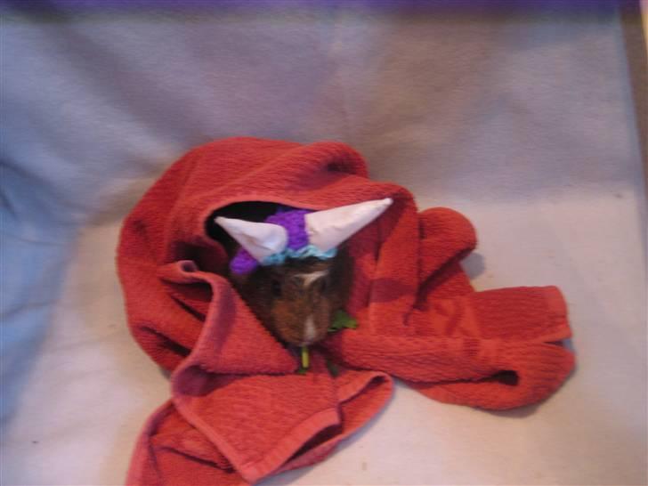 Marsvin snip - jeg ellsker bare persille<3nam nam<3 billede 16