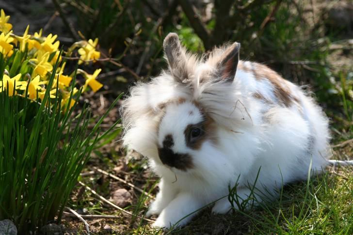 Kanin PAINT billede 9