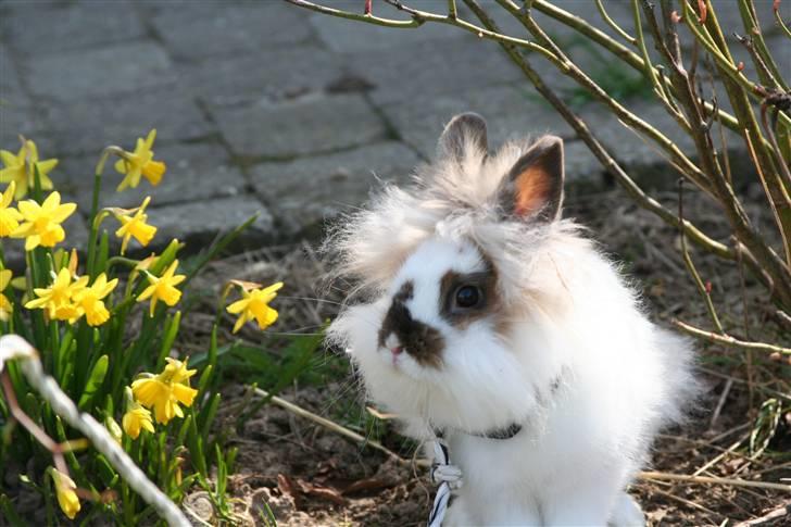 Kanin PAINT billede 10