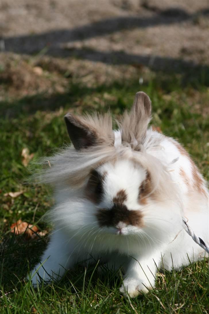 Kanin PAINT billede 11