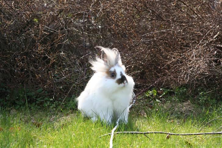 Kanin PAINT billede 12