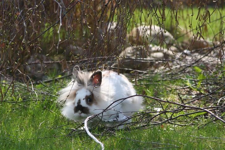 Kanin PAINT billede 13