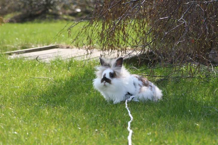 Kanin PAINT billede 14