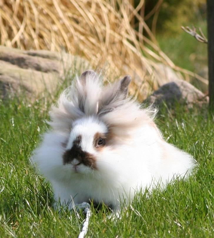 Kanin PAINT billede 15