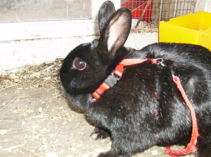 Kanin Molly billede 1