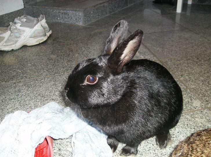 Kanin Molly billede 2