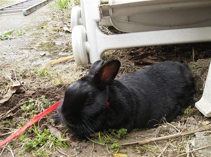 Kanin Molly billede 3