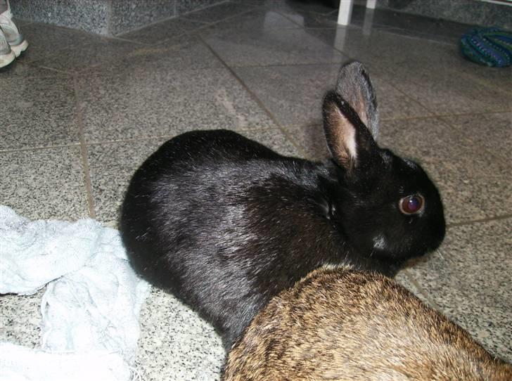 Kanin Molly billede 4