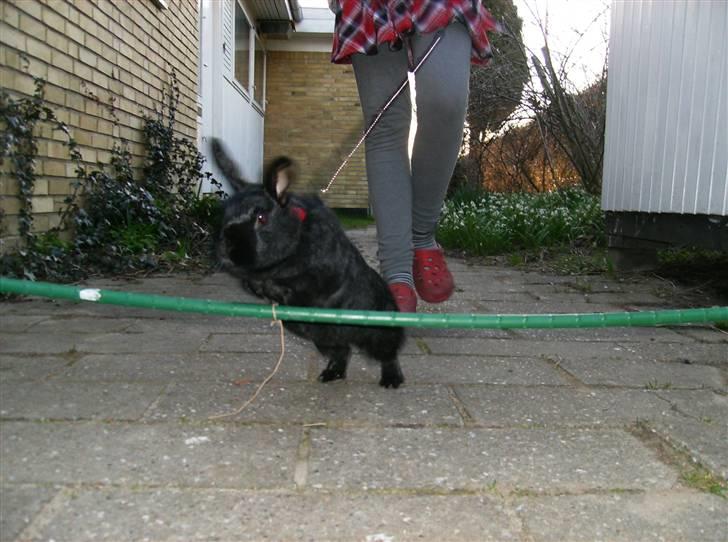 Kanin Molly billede 5