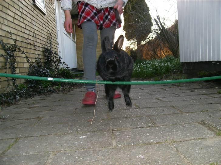 Kanin Molly billede 6