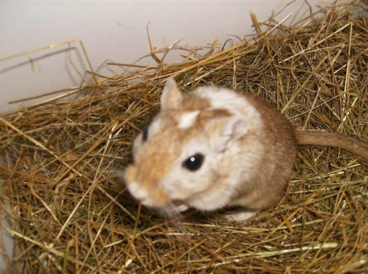 Ørkenrotte Mokka billede 1