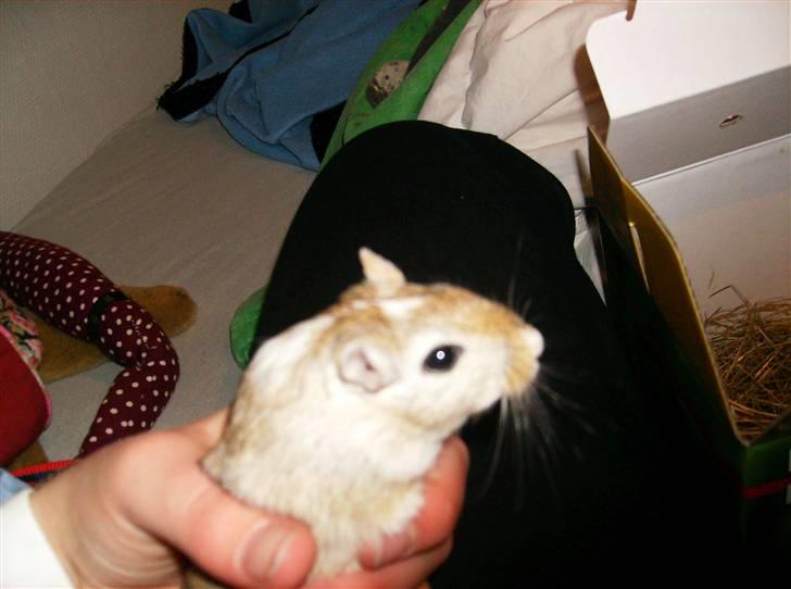 Ørkenrotte Mokka billede 2