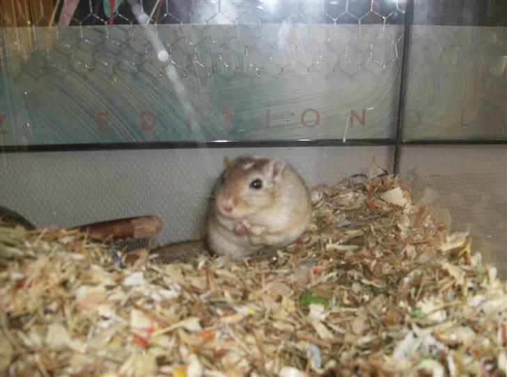 Ørkenrotte Mokka billede 3