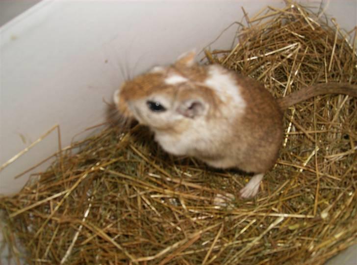 Ørkenrotte Mokka billede 4