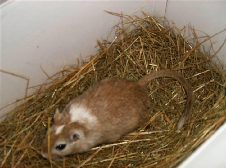 Ørkenrotte Mokka billede 5