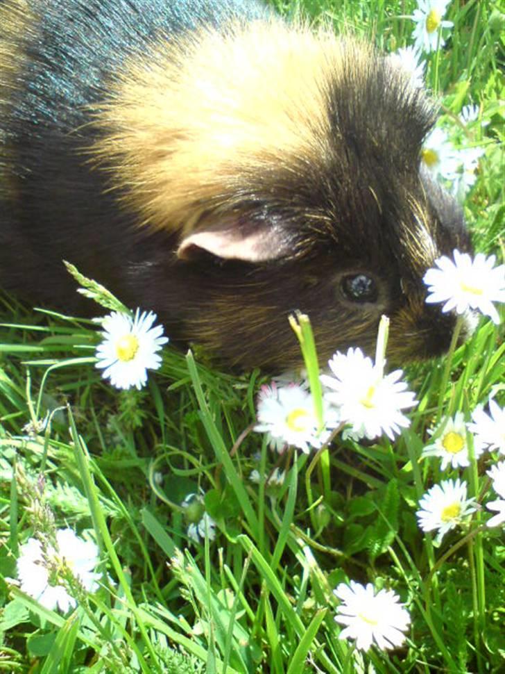 Marsvin Otto - Det skønneste marsvin på Jorden! :D billede 1