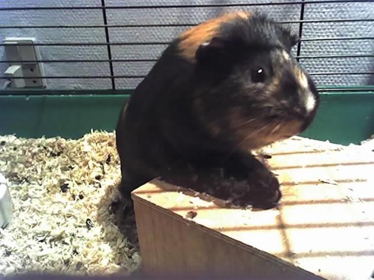 Marsvin Otto billede 2