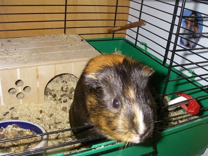 Marsvin Otto billede 3